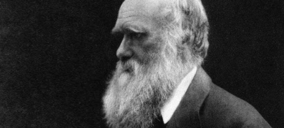 Den kristne kirken ble bekymret over Darwins evolusjonsteorier - var det allikevel ikke Gud som har skapt jorden?  (Foto: Julia Margaret Cameron)