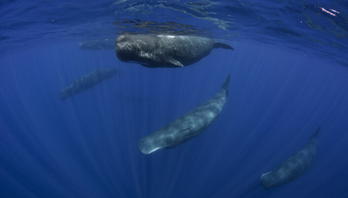 Sperm whale language under scrutiny
