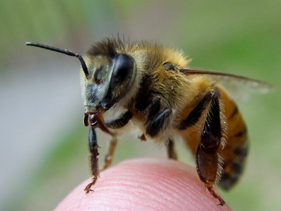 Bees have a protein called vitellogenin that regulates their sociality, health and lifespan. (Photo: Adam Siegel)