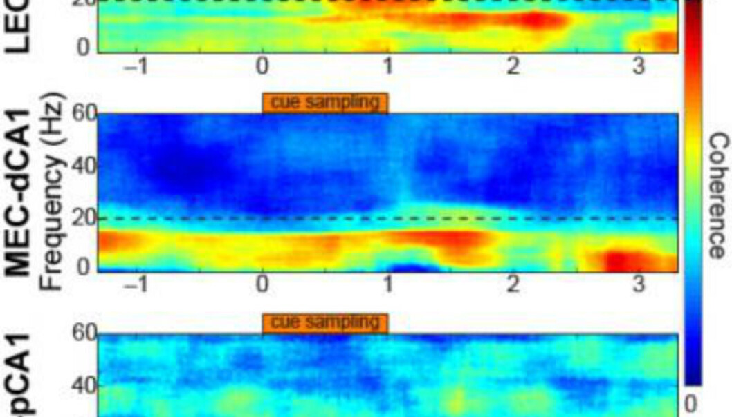Degrees of synchronization in oscillatory activities (coherence) between two brain regions of well-trained rats are color-coded in these figures. Top: Synchronization between lateral entorhinal cortex (LEC) and distal part of hippocampal area CA1 (dCA1). Middle: Synchronization between medial entorhinal cortex (MEC) and dCA1. Bottom: Synchronization between LEC and proximal part of hippocampal area CA1 (pCA1). 20-40 Hz oscillations were synchronized only between LEC and dCA1 (arrow). (Photo: NTNU) Degrees of synchronization in oscillatory activities (coherence) between two brain regions of well-trained rats are color-coded in these figures. Top: Synchronization between lateral entorhinal cortex (LEC) and distal part of hippocampal area CA1 (dCA1). Middle: Synchronization between medial entorhinal cortex (MEC) and dCA1. Bottom: Synchronization between LEC and proximal part of hippocampal area CA1 (pCA1). 20-40 Hz oscillations were synchronized only between LEC and dCA1 (arrow). (Photo: NTNU)