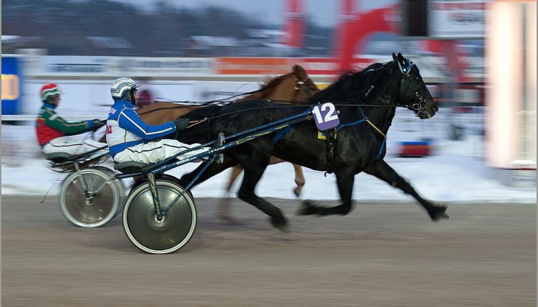 The disorder, which occurs almost exclusively in cold-blooded trotters, is is recognized by performance failure and abnormal sounds emanating from the throat while the horse is racing. (Photo: Don Wright/Flickr) The disorder, which occurs almost exclusively in cold-blooded trotters, is is recognized by performance failure and abnormal sounds emanating from the throat while the horse is racing. (Photo: Don Wright/Flickr)