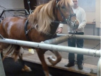 Since the disorder only occurs when the horse is exerting itself, a correct diagnosis is made while the horse is running on a treadmill. (Photo: Eric Strand) Since the disorder only occurs when the horse is exerting itself, a correct diagnosis is made while the horse is running on a treadmill. (Photo: Eric Strand)