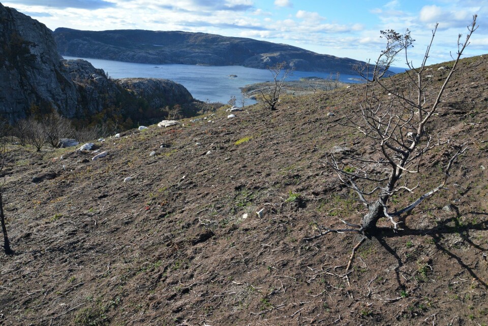 I dette utvalgte området i Flatanger er bakken totalt avsvidd, mens enkelte trær står igjen. (Foto: Per Vesterbukt, Nibio)