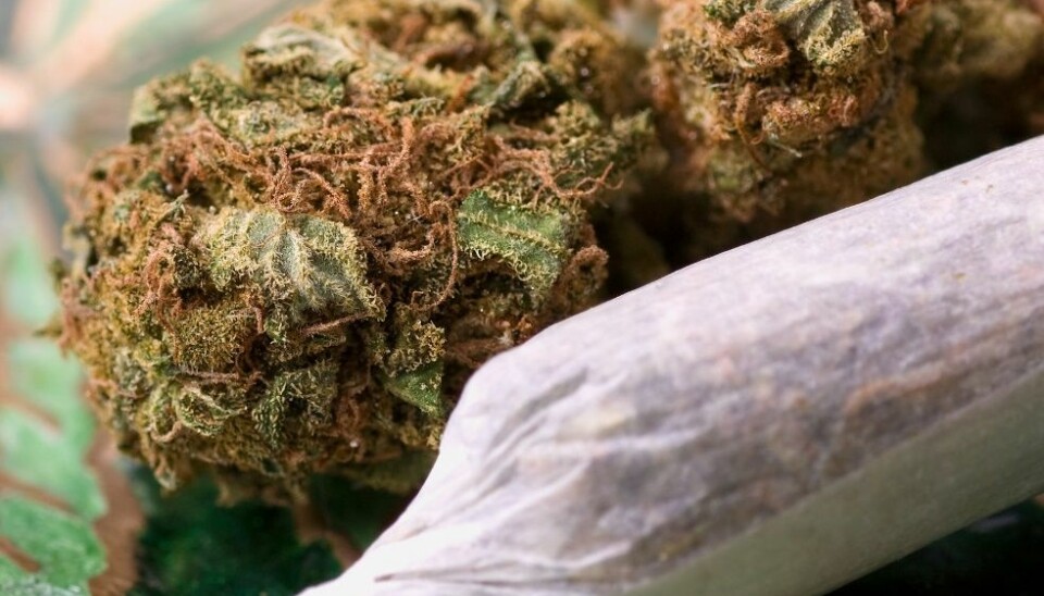 Norwegian researchers have found a link between increased used of cannabis and increased risk of violence. The causal links remain unclear, however. (Photo: Ststoev/Microstock)