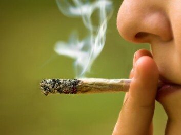 Cannabis is the most commonly used illegal drug in Norway. (Photo: Ststoev/Microstock) Cannabis is the most commonly used illegal drug in Norway. (Photo: Ststoev/Microstock)