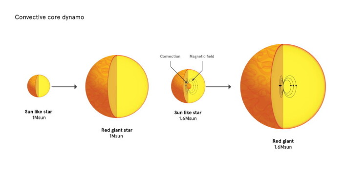 En stjerne som solen blir til en rød kjempestjerne uten et sterkt, indre magnetfelt, sannsynligvis fordi det ikke har vært der fra begynnelsen. Større stjerner blir til større røde kjemper som ofte har et kraftig indre magnetfelt. (Foto: (Illustrasjon: University of Sydney)) En stjerne som solen blir til en rød kjempestjerne uten et sterkt, indre magnetfelt, sannsynligvis fordi det ikke har vært der fra begynnelsen. Større stjerner blir til større røde kjemper som ofte har et kraftig indre magnetfelt. (Foto: (Illustrasjon: University of Sydney))