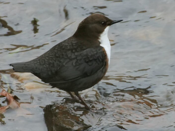 The White-throated dipper has great variation in sperm length. (Photo: Thomas Kraft, made available by Wikipedia) The White-throated dipper has great variation in sperm length. (Photo: Thomas Kraft, made available by Wikipedia)