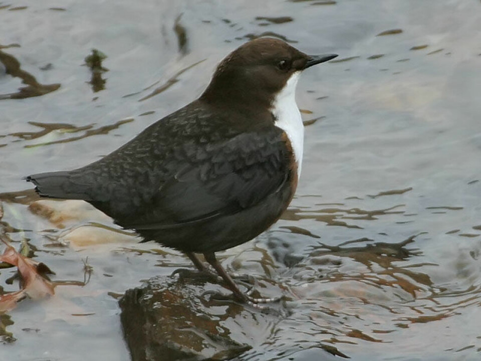 The White-throated dipper has great variation in sperm length. (Photo: Thomas Kraft, made available by Wikipedia)