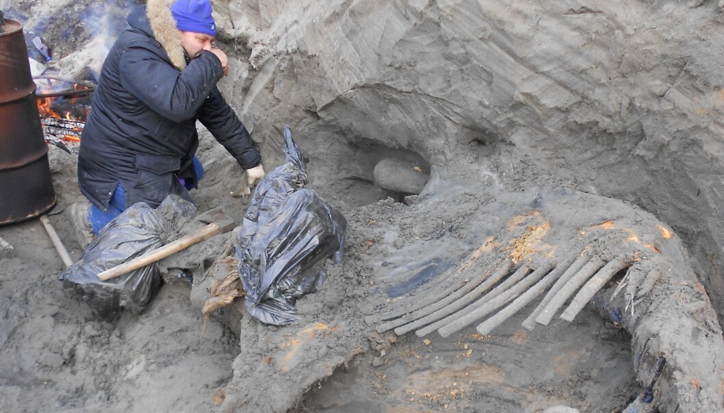 Mammutkadaveret ble gravd ut i 2012. Forskerne tror det var en sunn og sterk hannmammut som var rundt 15 år gammel. Du kan tydelig se ribbeina. (Foto: Pitulko et al. Science, 2016) Mammutkadaveret ble gravd ut i 2012. Forskerne tror det var en sunn og sterk hannmammut som var rundt 15 år gammel. Du kan tydelig se ribbeina. (Foto: Pitulko et al. Science, 2016)