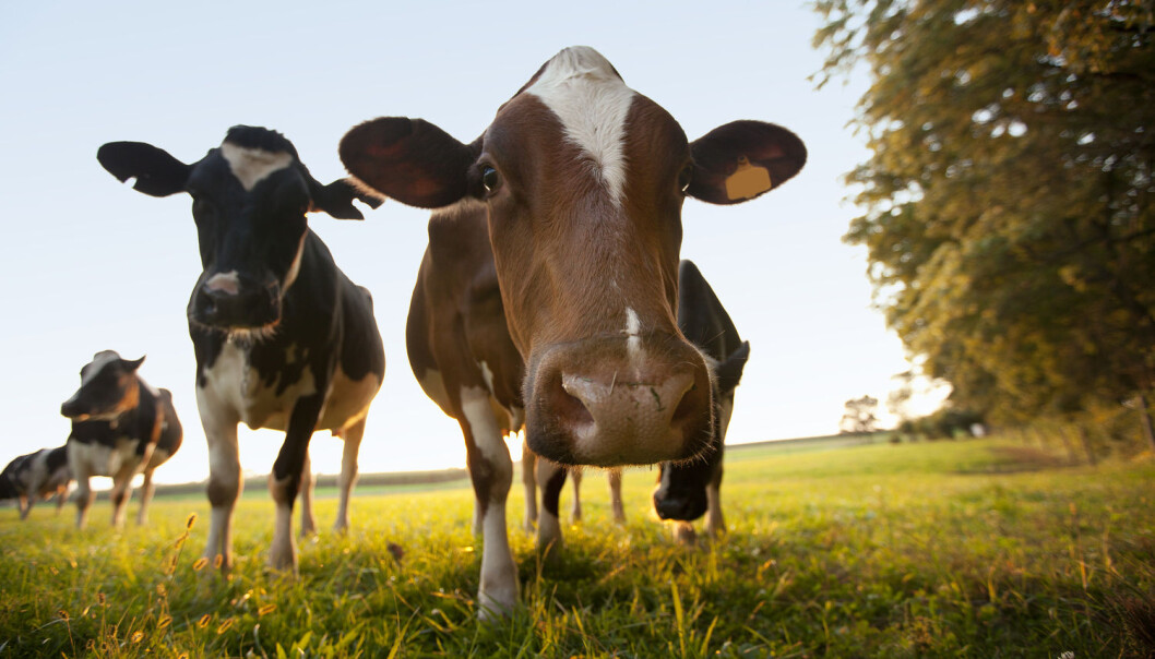 Økologisk kveg er bra for miljøet. Det er ikke like bra med økologiske griser og høner. (Illustrasjonsfoto: Shutterstock, NTB scanpix) Økologisk kveg er bra for miljøet. Det er ikke like bra med økologiske griser og høner. (Illustrasjonsfoto: Shutterstock, NTB scanpix)