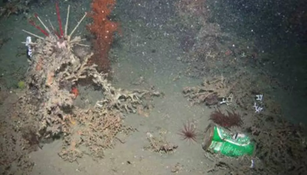 A beer can at 950 meters depth. (Foto: Hermione Project/Plymouth University)