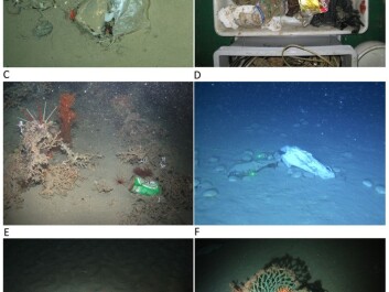 A = Plastic bag entrapped by a small drop stone harbouring sponges (Cladorhiza gelida, Caulophacus arcticus), shrimps (Bythocaris sp.) and a crinoid (Bathycrinus carpenterii) recorded by an OFOS at the HAUSGARTEN observatory (Arctic) at 2500 m; B = Litter recovered within the net of a trawl in Blanes open slope at 1500 m during the PROMETO V cruise on board the R/V “García del Cid”; C = “Heineken” beer can in the upper Whittard canyon at 950 m water depth with the ROV Genesis; D = Plastic bag in Blanes Canyon at 896 m with the ROV “Liropus”; E = “Uncle Benn's Express Rice” packet at 967 m in Darwin Mound with the ROV “Lynx” (National Oceanography Centre, UK); F = Cargo net entangled in a cold-water coral colony at 950 m in Darwin Mound with the ROV “Lynx” (National Oceanography Centre, UK). (Photo: Hermione Project/Plymouth University) A = Plastic bag entrapped by a small drop stone harbouring sponges (Cladorhiza gelida, Caulophacus arcticus), shrimps (Bythocaris sp.) and a crinoid (Bathycrinus carpenterii) recorded by an OFOS at the HAUSGARTEN observatory (Arctic) at 2500 m; B = Litter recovered within the net of a trawl in Blanes open slope at 1500 m during the PROMETO V cruise on board the R/V “García del Cid”; C = “Heineken” beer can in the upper Whittard canyon at 950 m water depth with the ROV Genesis; D = Plastic bag in Blanes Canyon at 896 m with the ROV “Liropus”; E = “Uncle Benn's Express Rice” packet at 967 m in Darwin Mound with the ROV “Lynx” (National Oceanography Centre, UK); F = Cargo net entangled in a cold-water coral colony at 950 m in Darwin Mound with the ROV “Lynx” (National Oceanography Centre, UK). (Photo: Hermione Project/Plymouth University)
