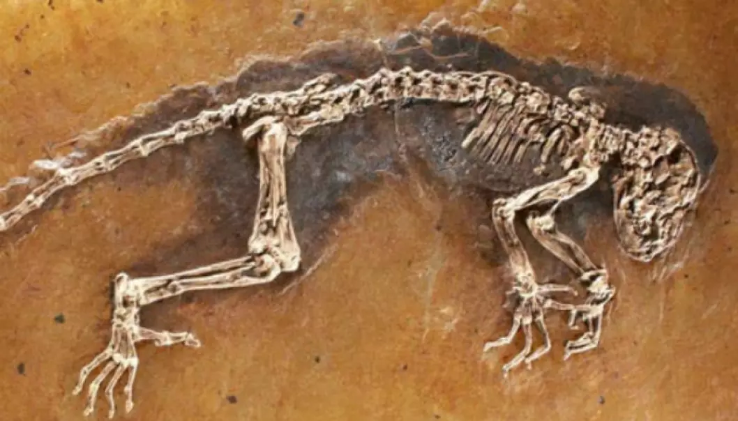 The fossil Ida (Photo: Jørn Hurum)