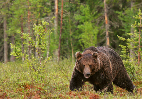 Limited gene flow among brown bears in Northern Europe