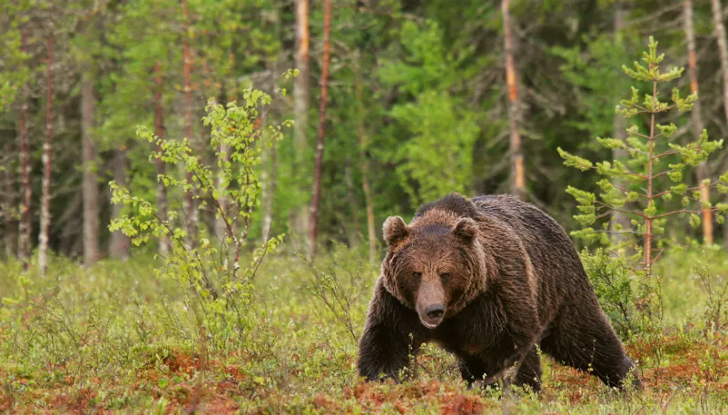 The Finnish brown bear population has probably always experienced gene flow from Russia (Photo: Alexander Kopatz, Bioforsk)