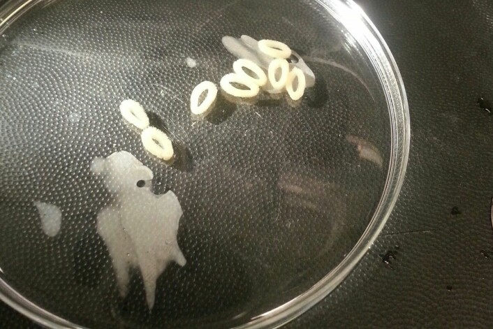 Slik ser det ut når man kutter opp en svamp. (Foto: Jon Bråte)