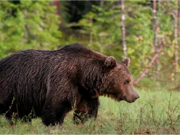 It appears the Finnish bear population is the only connection of the Scandinavian bear population to the Russian one. (Photo: Alexander Kopatz, Bioforsk)