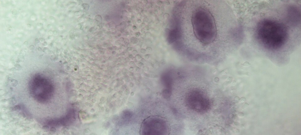 For undersøke hvorfor celler begynner å samarbeide, har forskere sett på embryo-utviklingen i svamper. Her er svamper med flere embryoer inni seg. Embryoene utvikler seg til larver som svampen føder ved å skyte dem ut av en åpning i toppen. (Foto: Ina Jungersen Andresen)