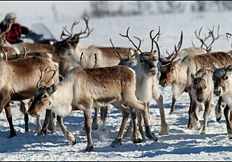 Where did Norway’s reindeer come from?