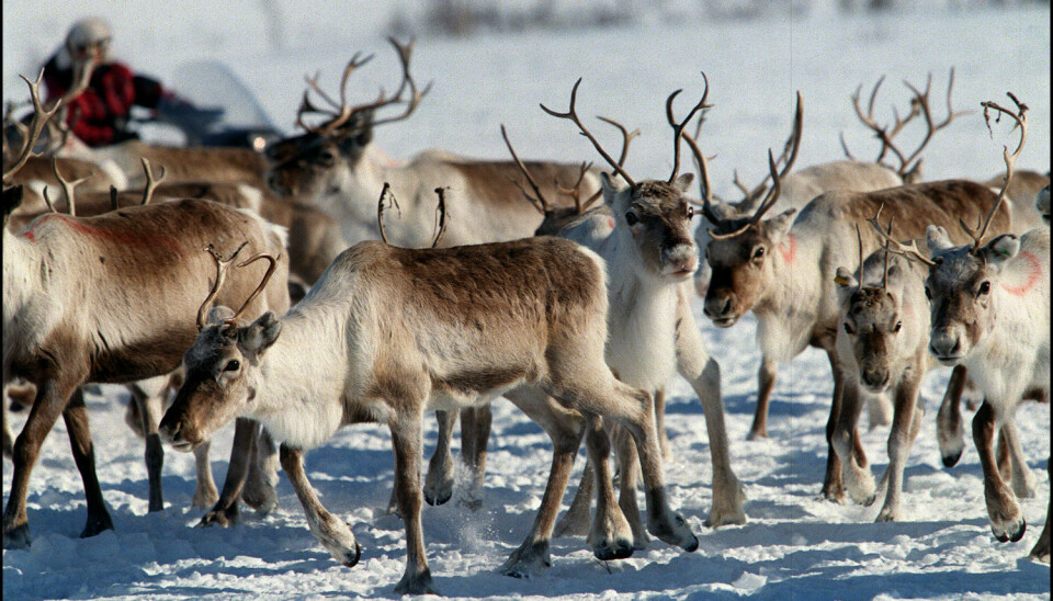 Recent studies indicate that Norway’s domesticated reindeers have their origins in local wild reindeer populations. But the area where this original wild stock came from has yet to be found. (Photo: Lise Åserud/NTB scanpix)