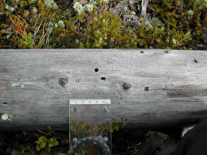 Et bie-hotell laget av vanlig furubukk. Den vokse billen har gnagd seg ut av det runde hullet. Larven har gnagd seg inn i veden i det avlange hullet. (Foto: Anne Sverdrup-Thygeson) Et bie-hotell laget av vanlig furubukk. Den vokse billen har gnagd seg ut av det runde hullet. Larven har gnagd seg inn i veden i det avlange hullet. (Foto: Anne Sverdrup-Thygeson)