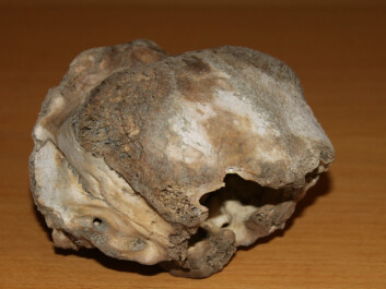 DNA from bones found in permanent snowfields is often very well preserved, even after several thousand years. (Photo: Jørgen Rosvold/NTNU) DNA from bones found in permanent snowfields is often very well preserved, even after several thousand years. (Photo: Jørgen Rosvold/NTNU)