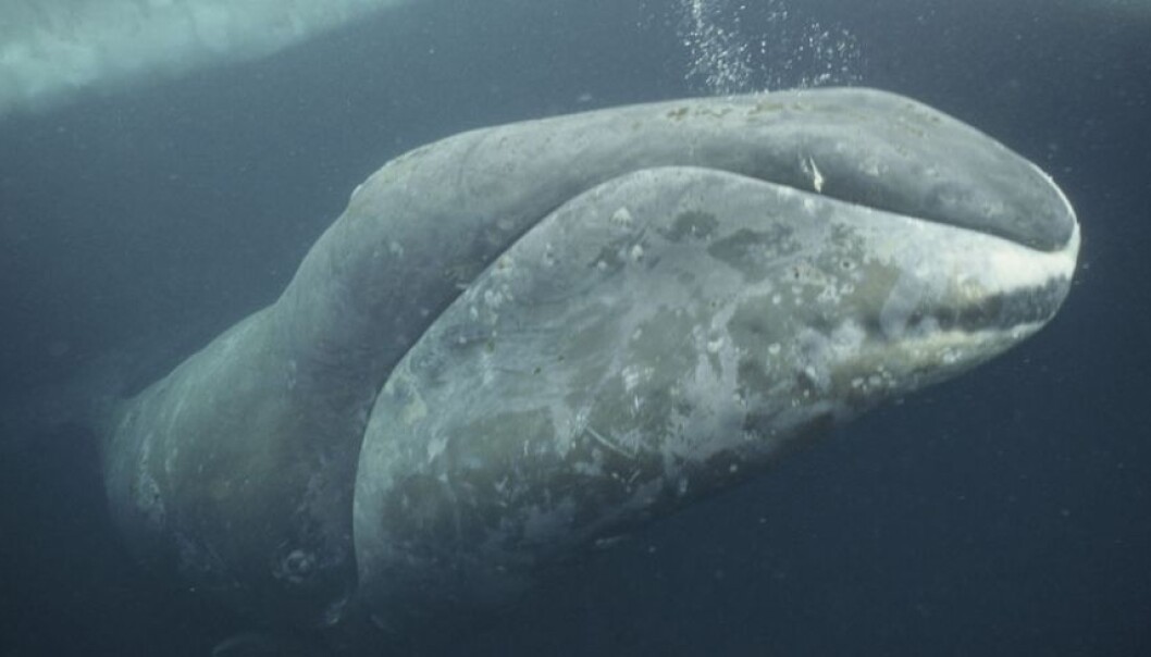The bowhead whale was a highly sought-after species for European whalers to hunt in the 18th and 19th centuries. (Photo: Nature Picture Library) The bowhead whale was a highly sought-after species for European whalers to hunt in the 18th and 19th centuries. (Photo: Nature Picture Library)