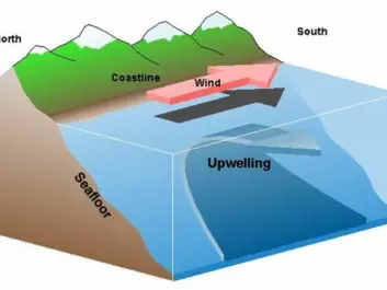 Upwelling: The diagram illustrates colder, denser and nutrient-rich deep water rising and replacing the surface water (Illustration: Wikipedia)