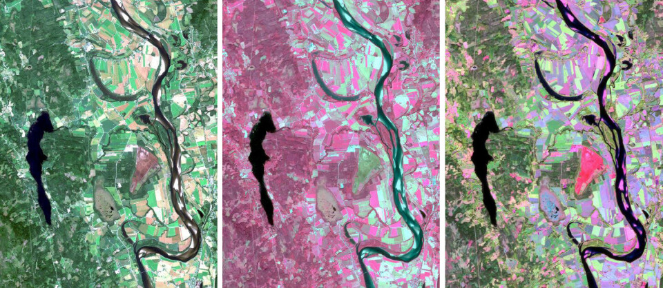 Forskerne kan kombinere bilder fra flere frekvensbånd for å se forskjellene i vegetasjon tydeligere. Her er et område nær Flisa ved Glomma skannet i synlig lys (venstre) og i infrarødt lys (midten). Til høyre er de to bildene kombinert. Det brune området nedenfor midten av bildet er et torvuttak. (Foto: Sentinel-2A, ESA/Andreas Kääb, Universitetet i Oslo)