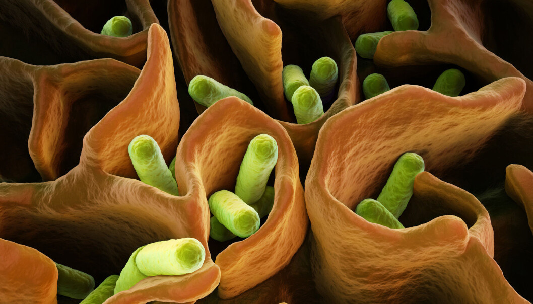 E. coli-bakterier. Det finnes mange varianter av e.coli i tarmen. De fleste er harmløse. (Illustrasjon: martynowi.cz / Shutterstock / NTB scanpix) E. coli-bakterier. Det finnes mange varianter av e.coli i tarmen. De fleste er harmløse. (Illustrasjon: martynowi.cz / Shutterstock / NTB scanpix)