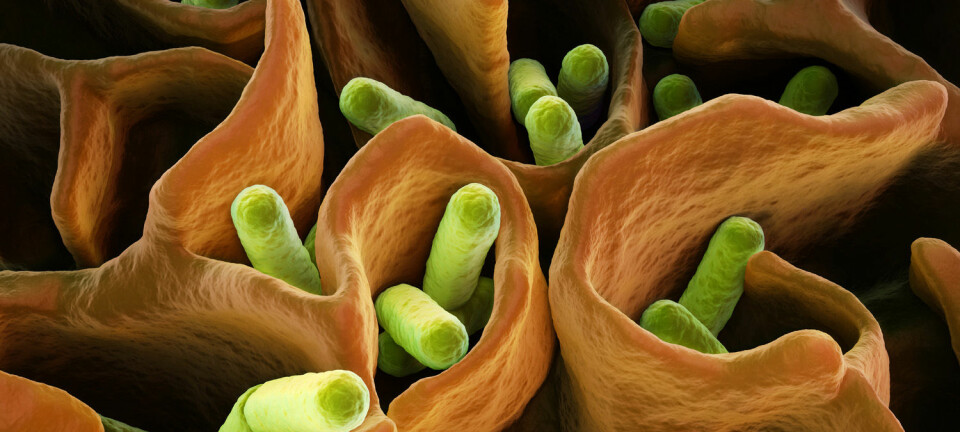 E. coli-bakterier. Det finnes mange varianter av e.coli i tarmen. De fleste er harmløse.  (Illustrasjon: martynowi.cz / Shutterstock / NTB scanpix)