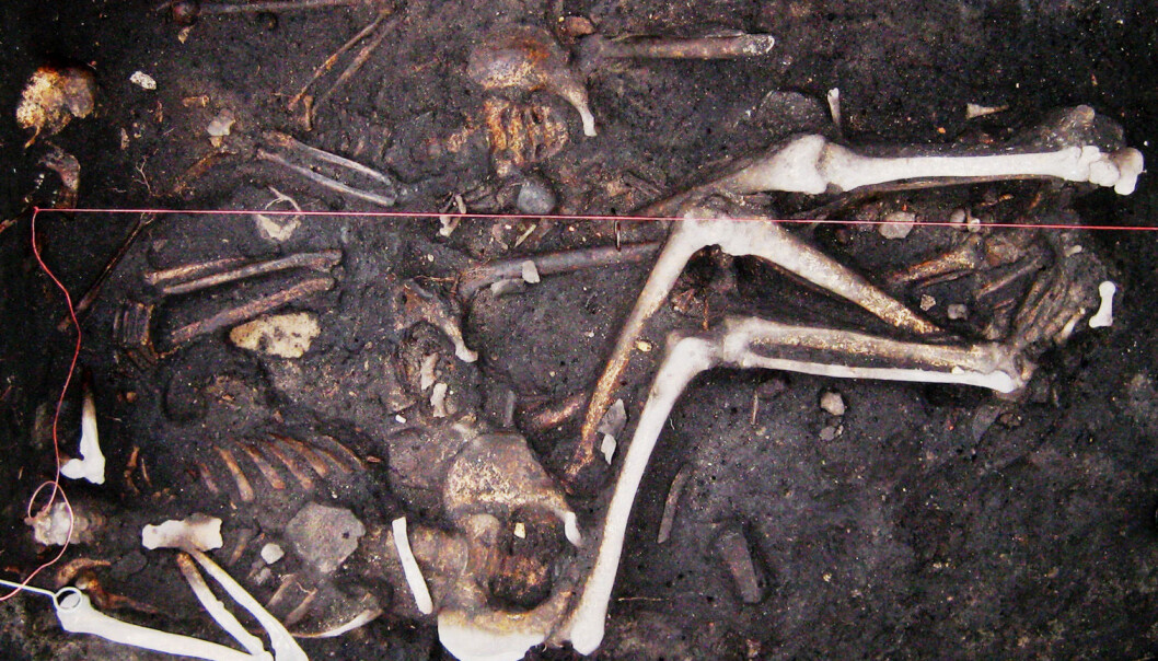 Noen av prøvene ble tatt fra denne tyske trippelgraven med restene etter tre soldater, datert til trettiårskrigen (1618-1648). (Foto: Seifert m.fl.) Noen av prøvene ble tatt fra denne tyske trippelgraven med restene etter tre soldater, datert til trettiårskrigen (1618-1648). (Foto: Seifert m.fl.)