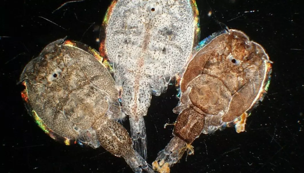 Salmon lice seen through the microscope (Photo: Institute of Marine Research)