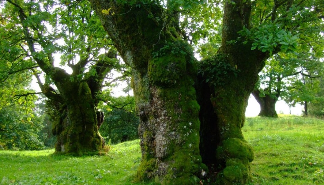“In a single hollow oak tree, we have found up to 25 red-listed species of beetles,” said Professor Anne Sverdrup-Thygeson of the Norwegian University of Life Sciences. (Photo: Anne Sverdrup-Thygeson, NMBU) “In a single hollow oak tree, we have found up to 25 red-listed species of beetles,” said Professor Anne Sverdrup-Thygeson of the Norwegian University of Life Sciences. (Photo: Anne Sverdrup-Thygeson, NMBU)