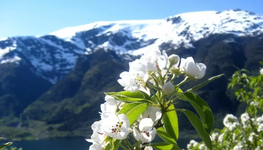 Pear blossom in Hardanger, Norway. (Photo: Mekjell Meland)