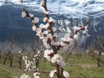 Apricot trees in blossom. Hardanger, Norway. (Photo: Mekjell Meland)