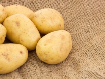 In 1959, the average Norwegian consumed about 88 kilos of potatoes a year. (Photo: Colourbox) In 1959, the average Norwegian consumed about 88 kilos of potatoes a year. (Photo: Colourbox)