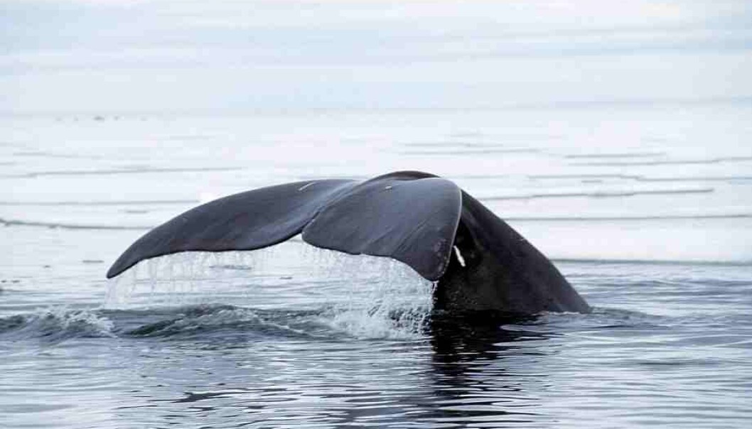 Whales rely heavily on sound to interact with each other and their environment. (Photo: Ansgar Walk, made available by Wikipedia) Whales rely heavily on sound to interact with each other and their environment. (Photo: Ansgar Walk, made available by Wikipedia)