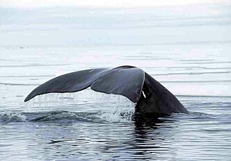 The importance of sound for bowhead whales