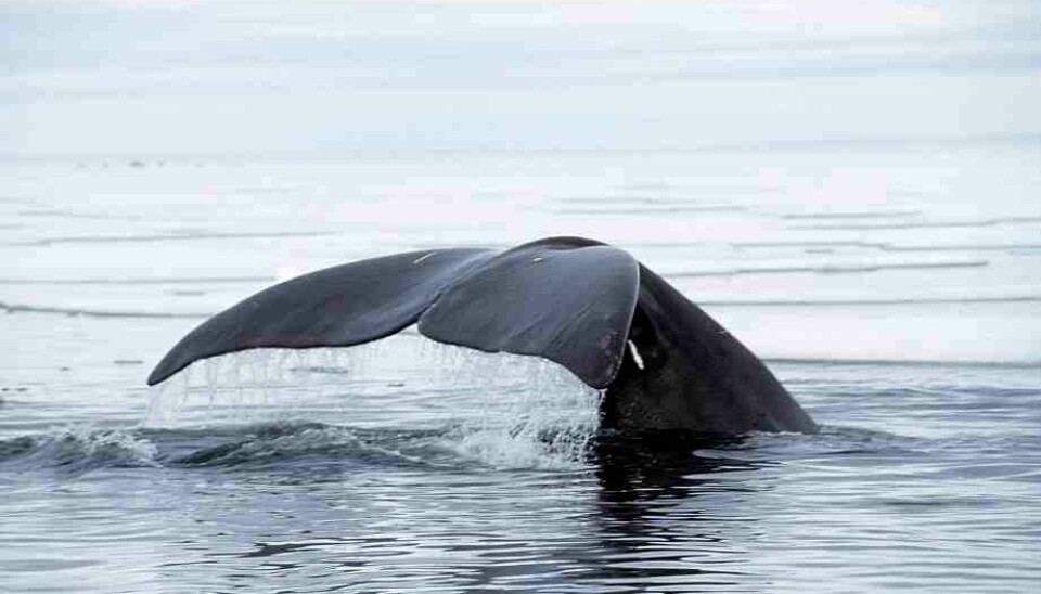 Whales rely heavily on sound to interact with each other and their environment. (Photo: Ansgar Walk, made available by Wikipedia)