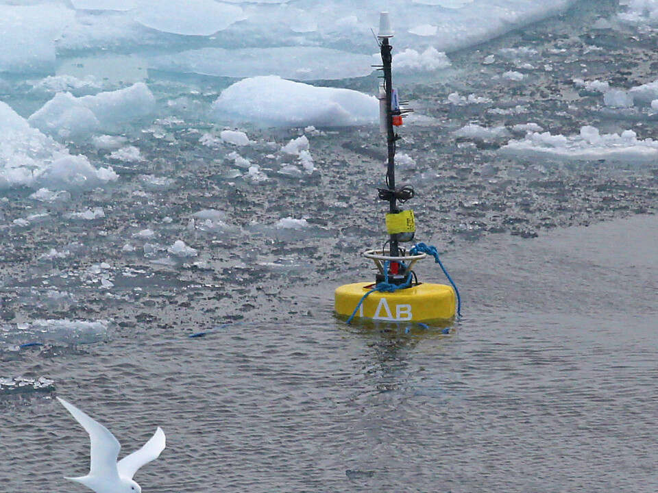 Hydrophones deployed during the 2013 Oden Arctic Technology Research Cruise were used to capture the sounds of the Oden icebreaker breaking through the ice. Researcher Michel André says that scientists have relatively little data on how man-made underwater sounds, such as the crunching of the boat through ice ridges, propagate under the ice. (Photo: Jan Durinck, Marine Observers)