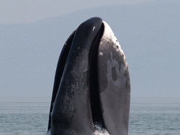 Bowheads differ from other whale species in a number of ways.(Photo: Olga Shpak/made available by Wikipedia) Bowheads differ from other whale species in a number of ways.(Photo: Olga Shpak/made available by Wikipedia)