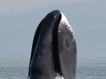 Bowheads differ from other whale species in a number of ways.(Photo: Olga Shpak/made available by Wikipedia)