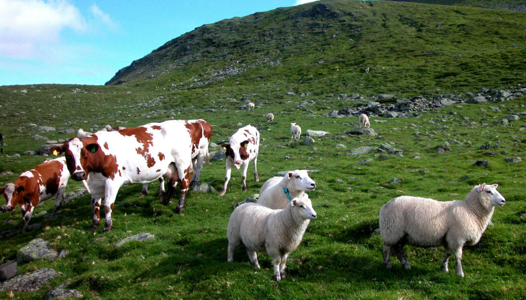 A Norwegian study provides strong indications that foot rot bacteria found in sheep infect cows grazing on the same pasture. (Photo: Berit Keilen/Scanpix) A Norwegian study provides strong indications that foot rot bacteria found in sheep infect cows grazing on the same pasture. (Photo: Berit Keilen/Scanpix)