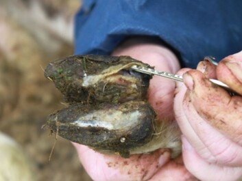 This picture shows a sheep with advanced foot rot, where the hoof has loosened from the underlying tissue (Photo: Maren Knappe-Poindecker) This picture shows a sheep with advanced foot rot, where the hoof has loosened from the underlying tissue (Photo: Maren Knappe-Poindecker)