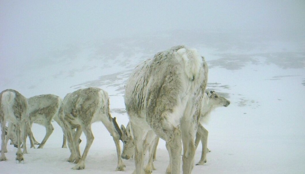 The mating season starts sometime between September 20th and October 1st. (Photo: Game camera/NINA) The mating season starts sometime between September 20th and October 1st. (Photo: Game camera/NINA)