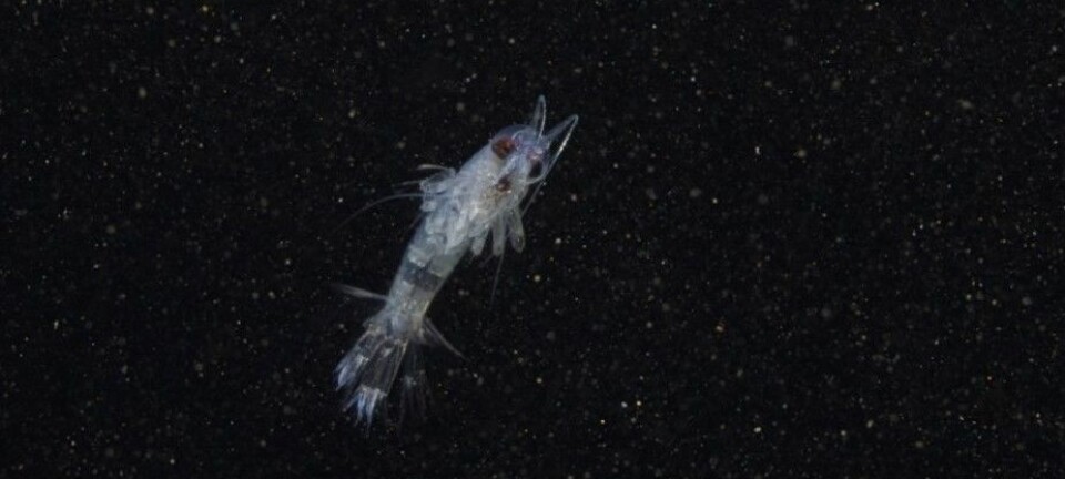 Themisto libellula er en av dyreplanktonartene som trekker ned i dypet når det blir fullmåne. (Foto: Geir Johnsen, NTNU/Unis)