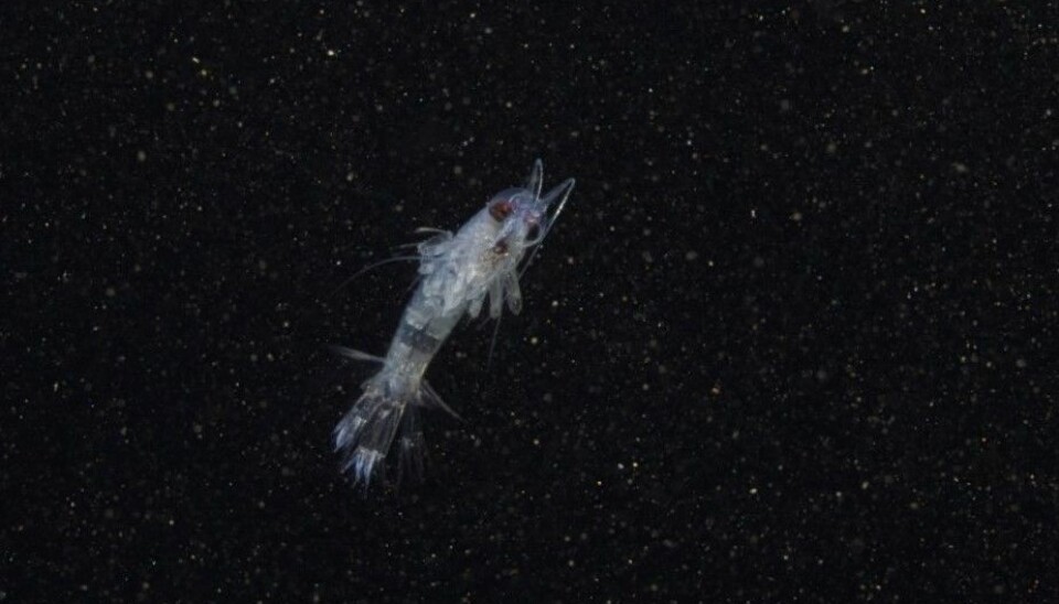 Themisto libellula er en av dyreplanktonartene som trekker ned i dypet når det blir fullmåne. (Foto: Geir Johnsen, NTNU/Unis)