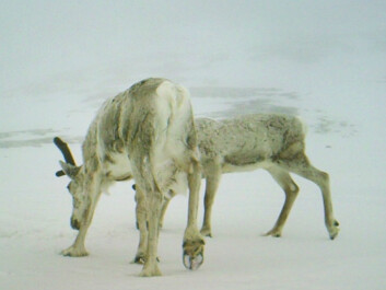 In winter, food is scarce. (Photo: Game camera/ NINA) In winter, food is scarce. (Photo: Game camera/ NINA)