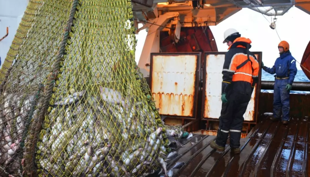 Her er forskerne på tokt i Barentshavet på tråleren Jan Mayen. Fisken som hales opp her skal rett i vanntanker med oksygentilførsel. (Foto: SINTEF)